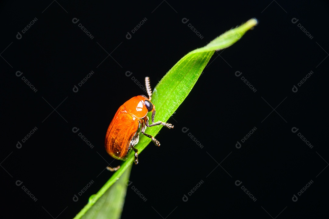 Macro de joaninha laranja em folhas na natureza