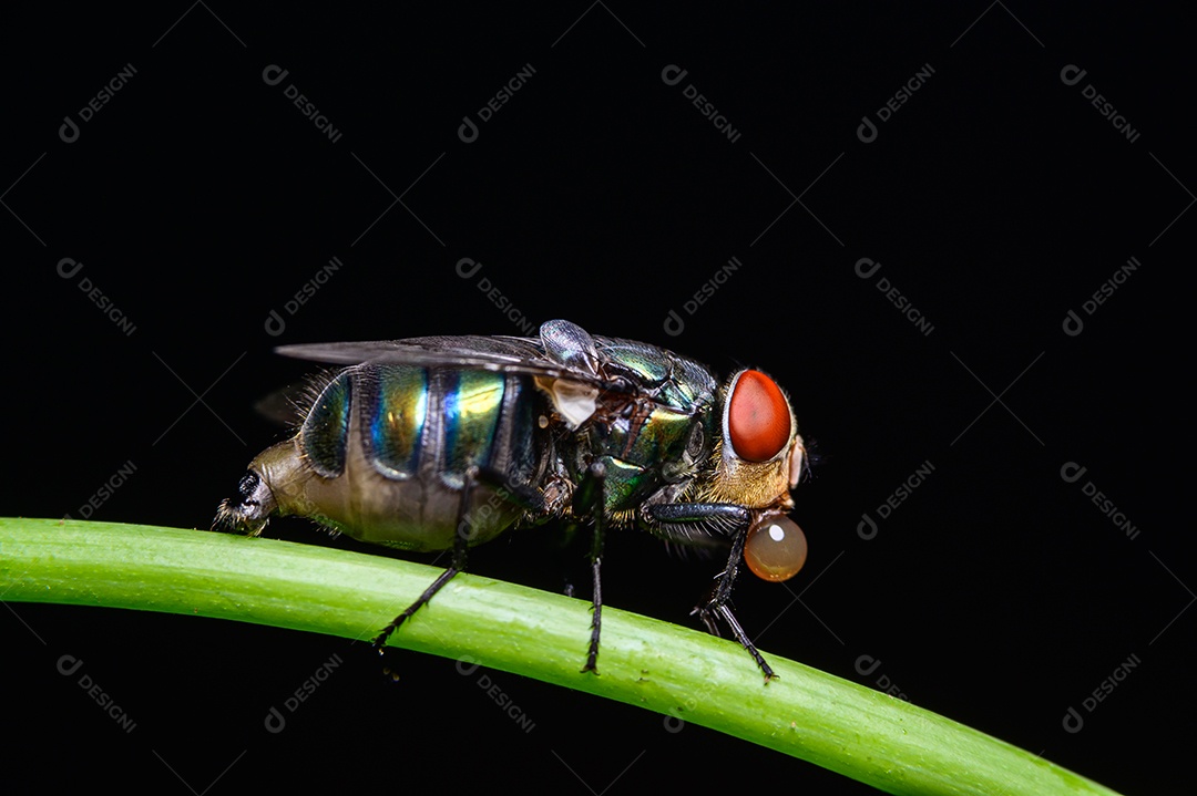 Moscas Macro varejeira Chrysomya megacephala, espécie de mosca de garrafa