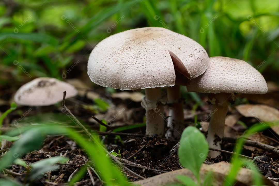 Cogumelos selvagens na natureza