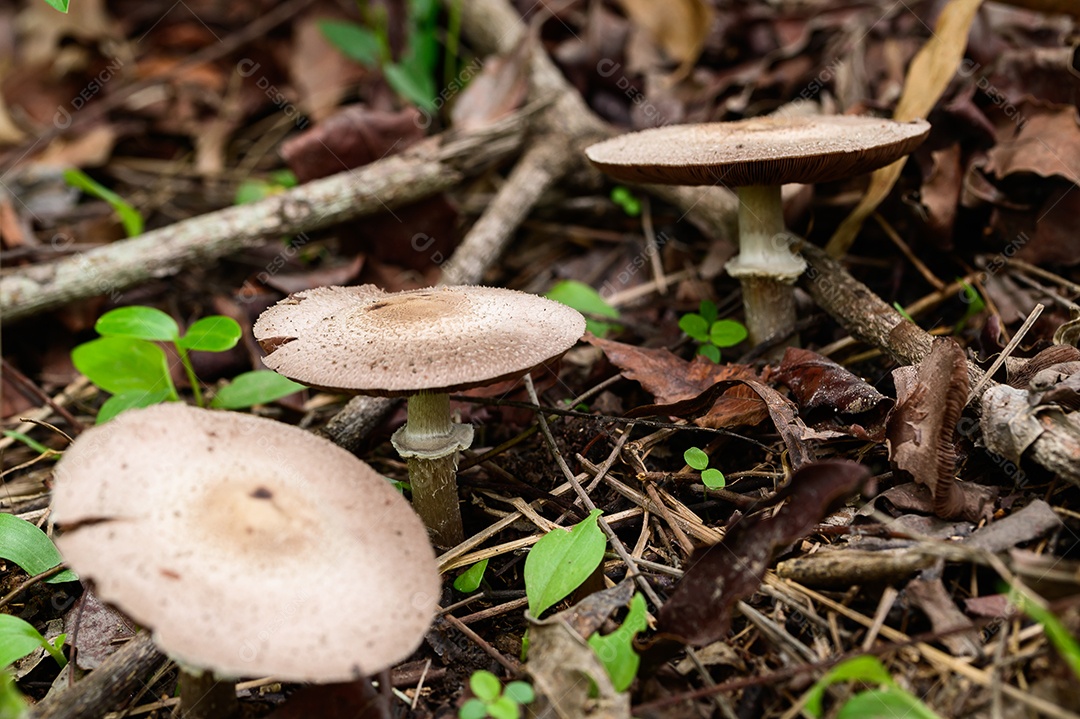 Cogumelos selvagens na natureza