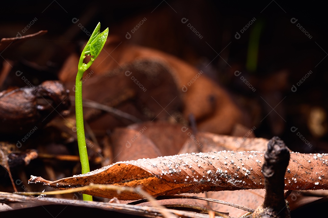 Árvores que crescem na floresta natural