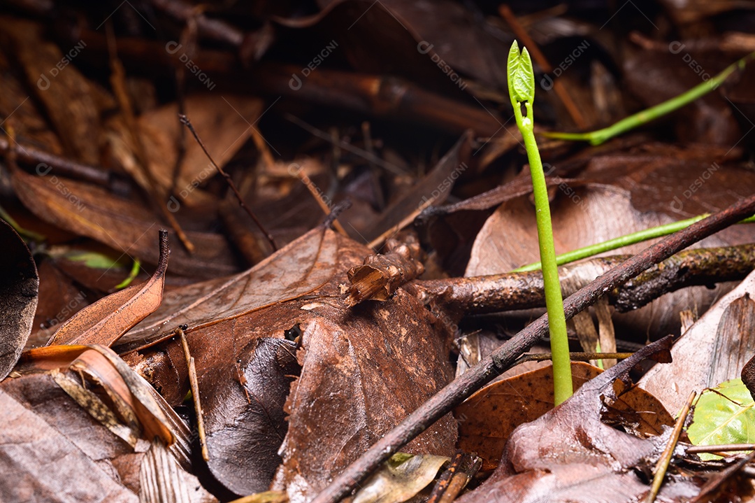 Árvores que crescem na floresta natural