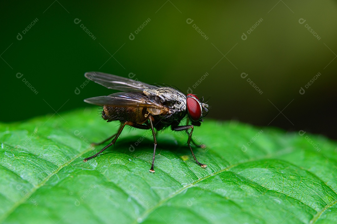 Mosca sobre folhas na natureza