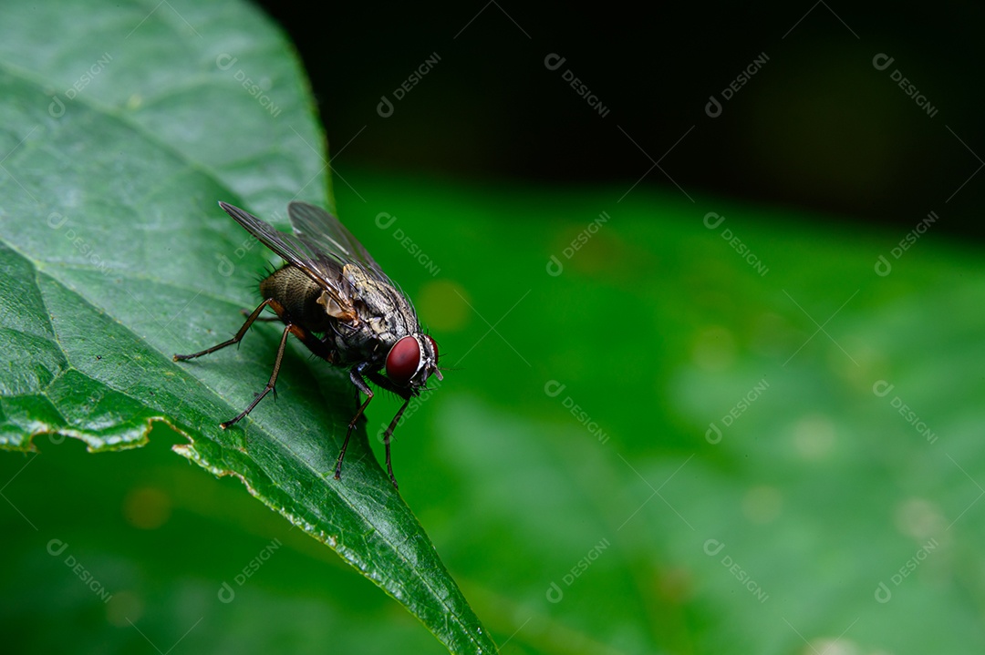 Mosca sobre folhas na natureza
