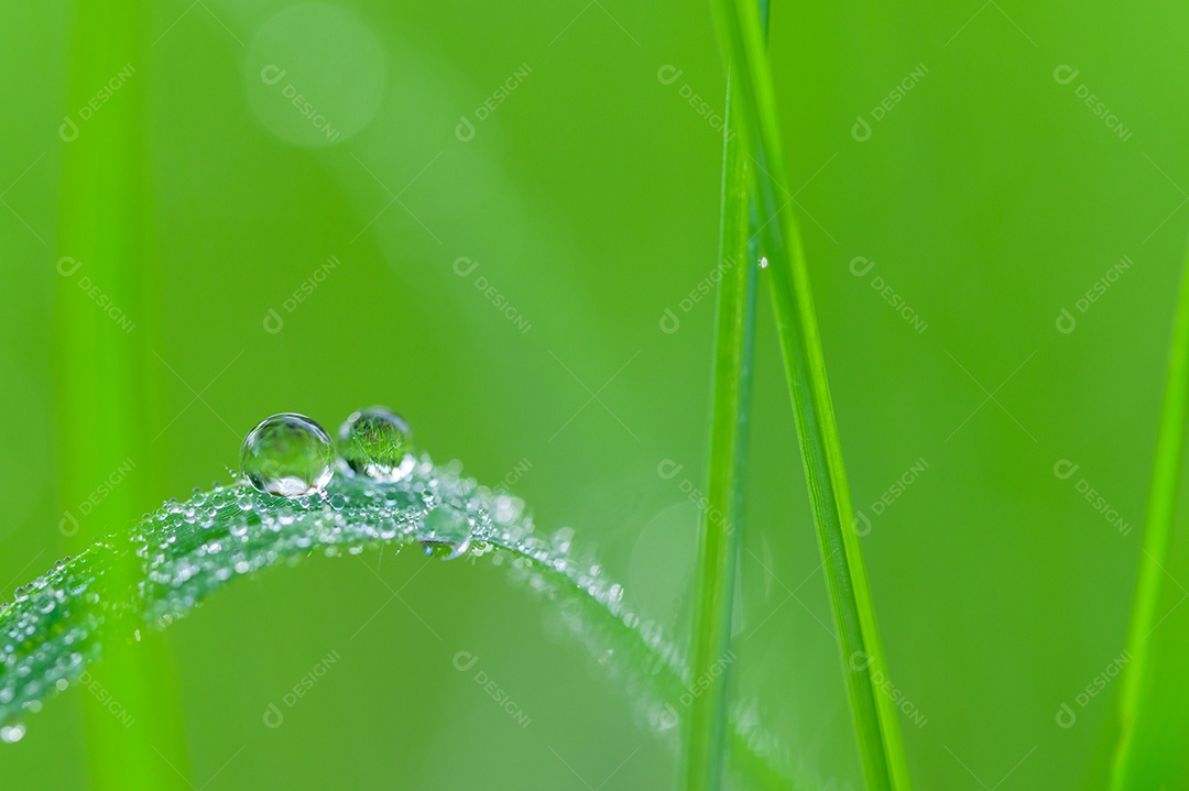 O conceito de amar o ambiente verde do mundo Gotas de água