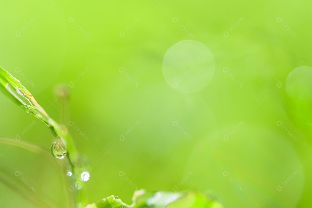 The concept of loving the world's green environment Drops of water