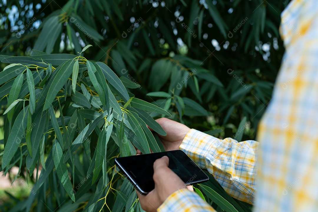 Os agricultores verificam a qualidade das árvores no jardim