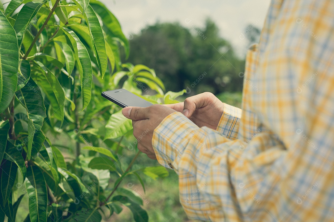 Os agricultores verificam a qualidade das árvores no jardim