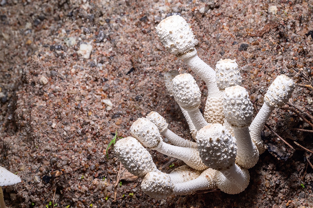 Cogumelo crescendo na floresta natural