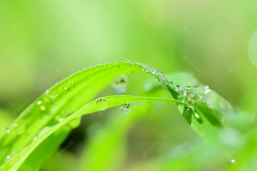 The concept of loving the world's green environment