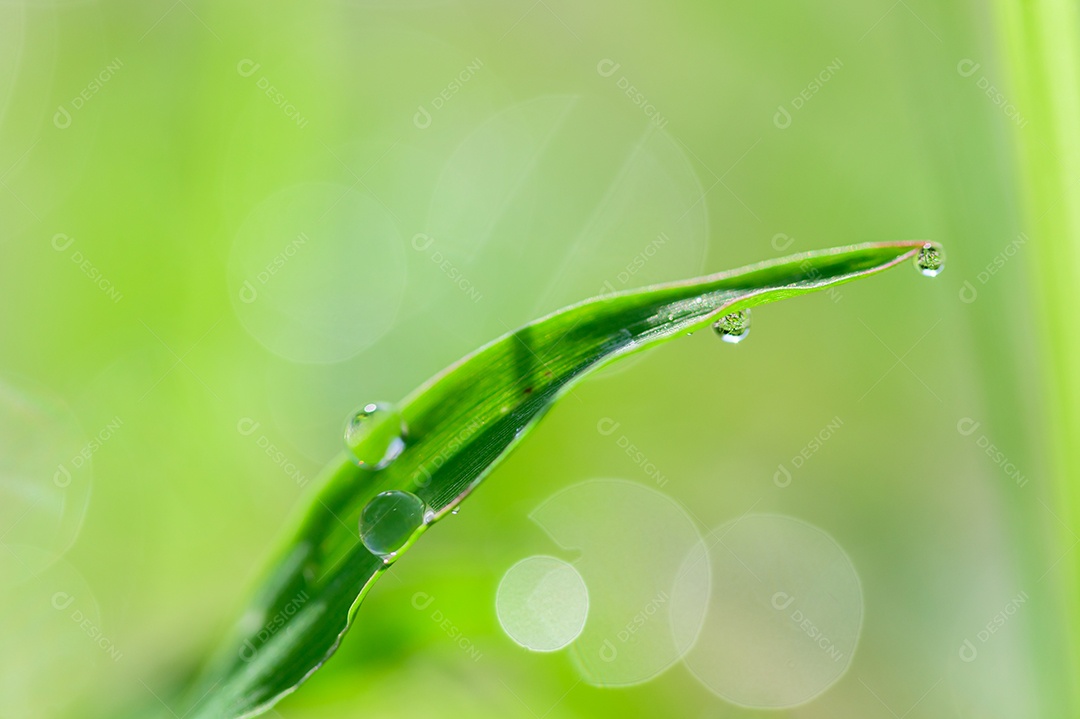 The concept of loving the green environment of the world