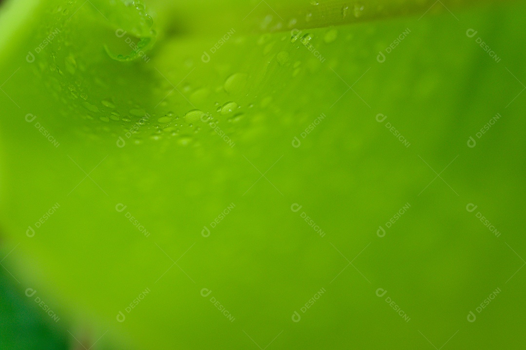 O conceito de amar o ambiente verde do mundo Gotas de água