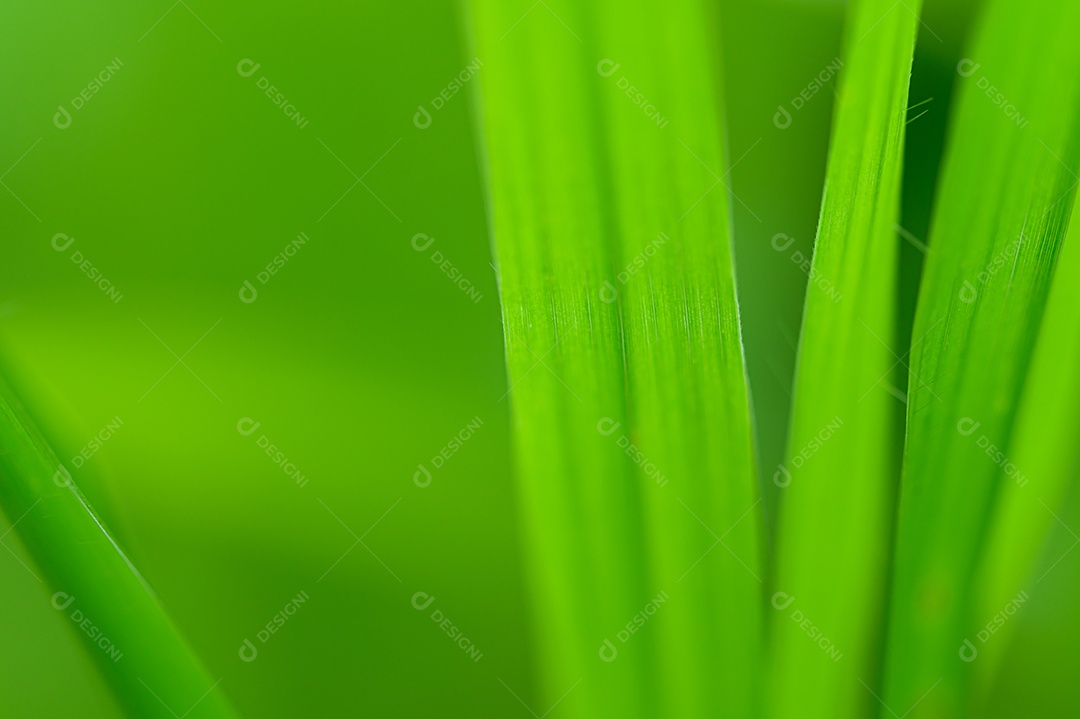 O conceito de amar o ambiente verde do mundo Gotas de água