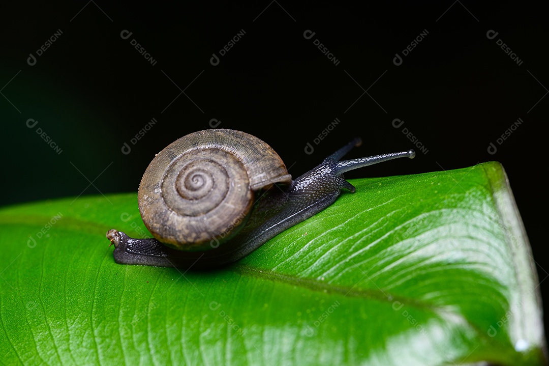 Caracol sobre folha