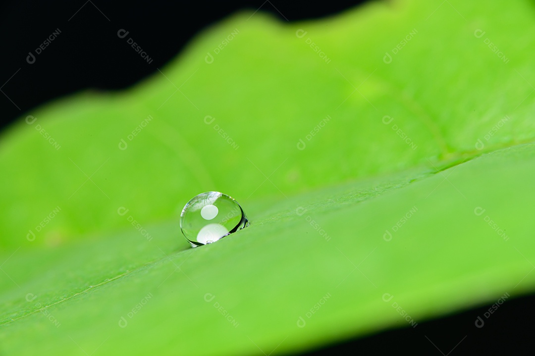 Macro de gotas de água nas folhas na natureza