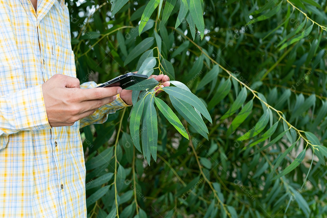 Os agricultores verificam a qualidade das árvores no jardim