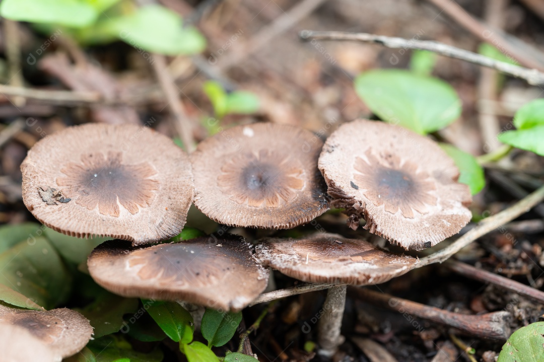 Cogumelos selvagens na natureza