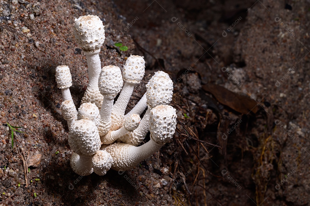 Cogumelo crescendo na floresta natural
