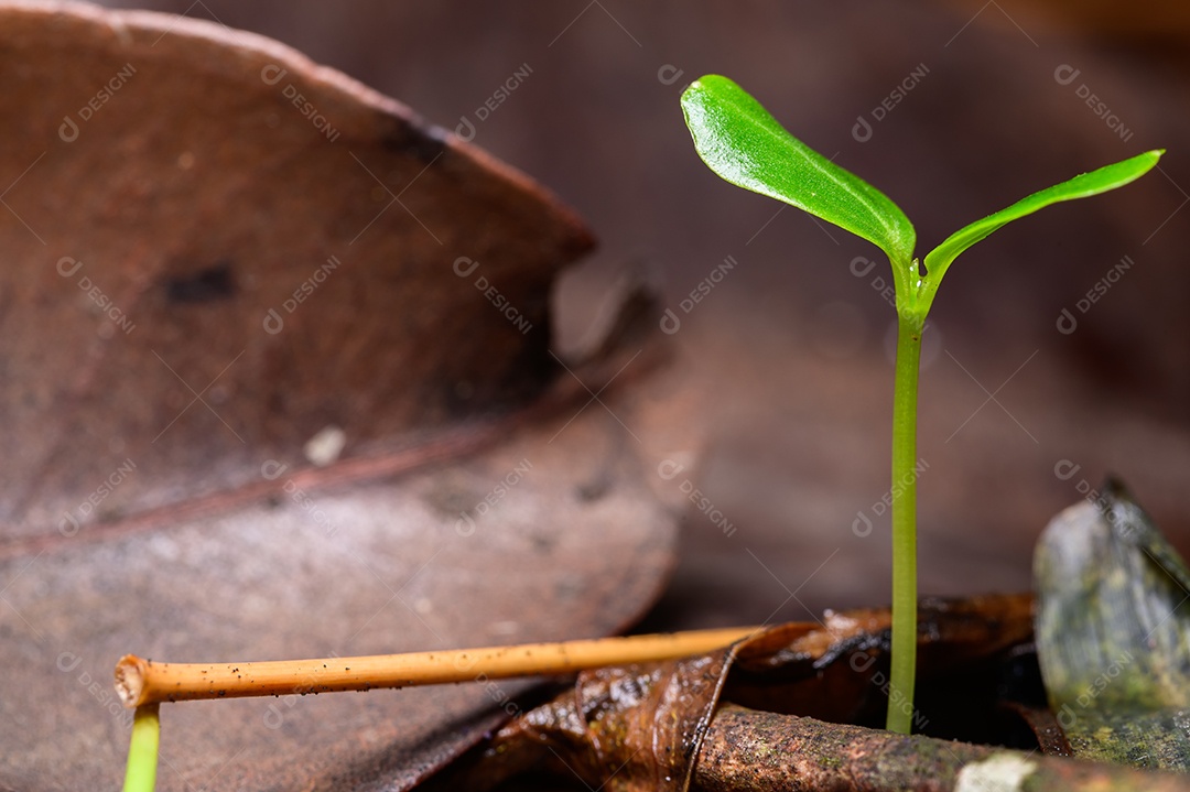 Árvores que crescem na floresta natural