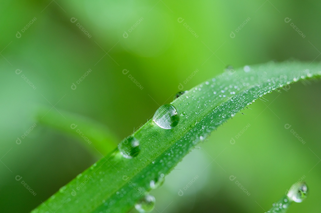 O conceito de amar o ambiente verde do mundo