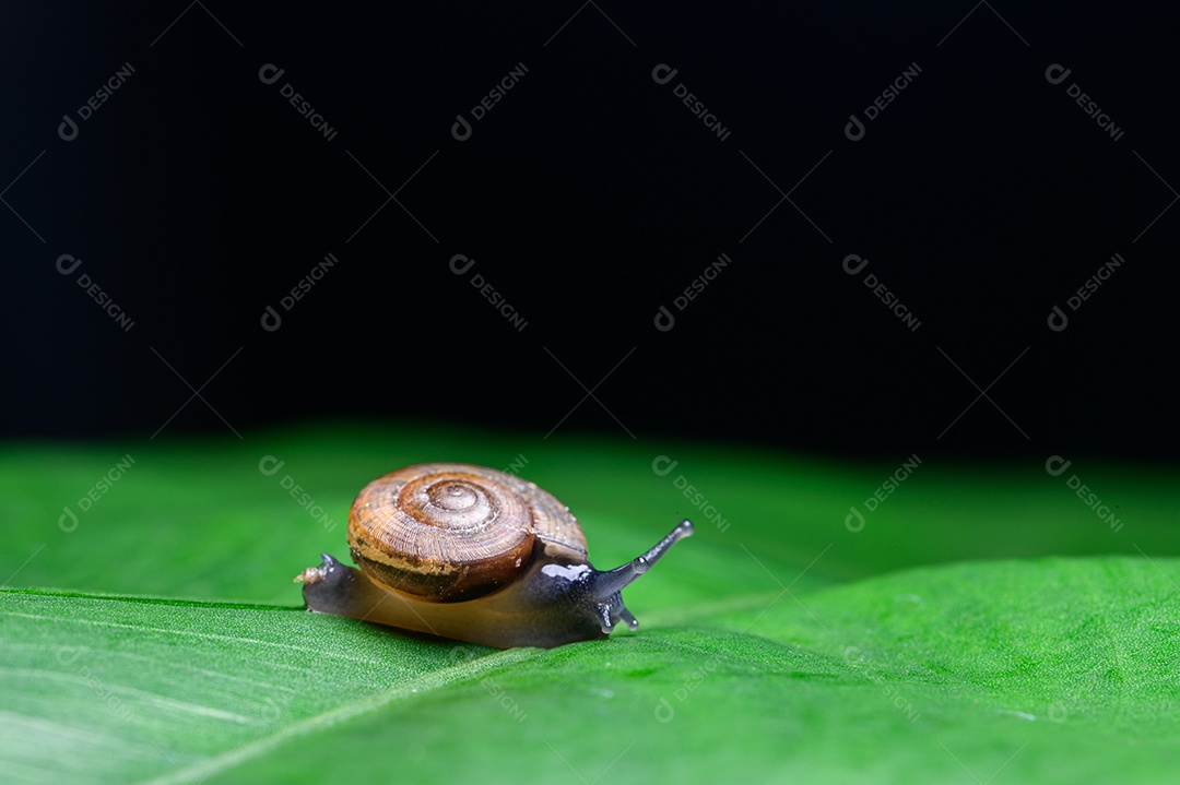 Caracol sobre folha