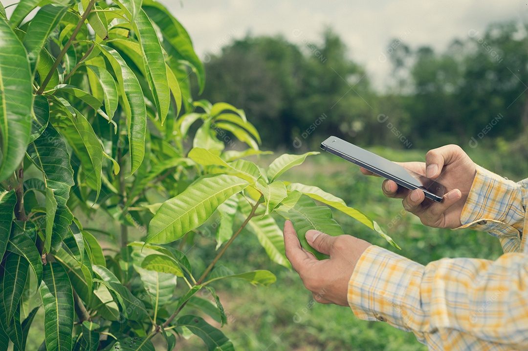 Os agricultores verificam a qualidade das árvores no jardim