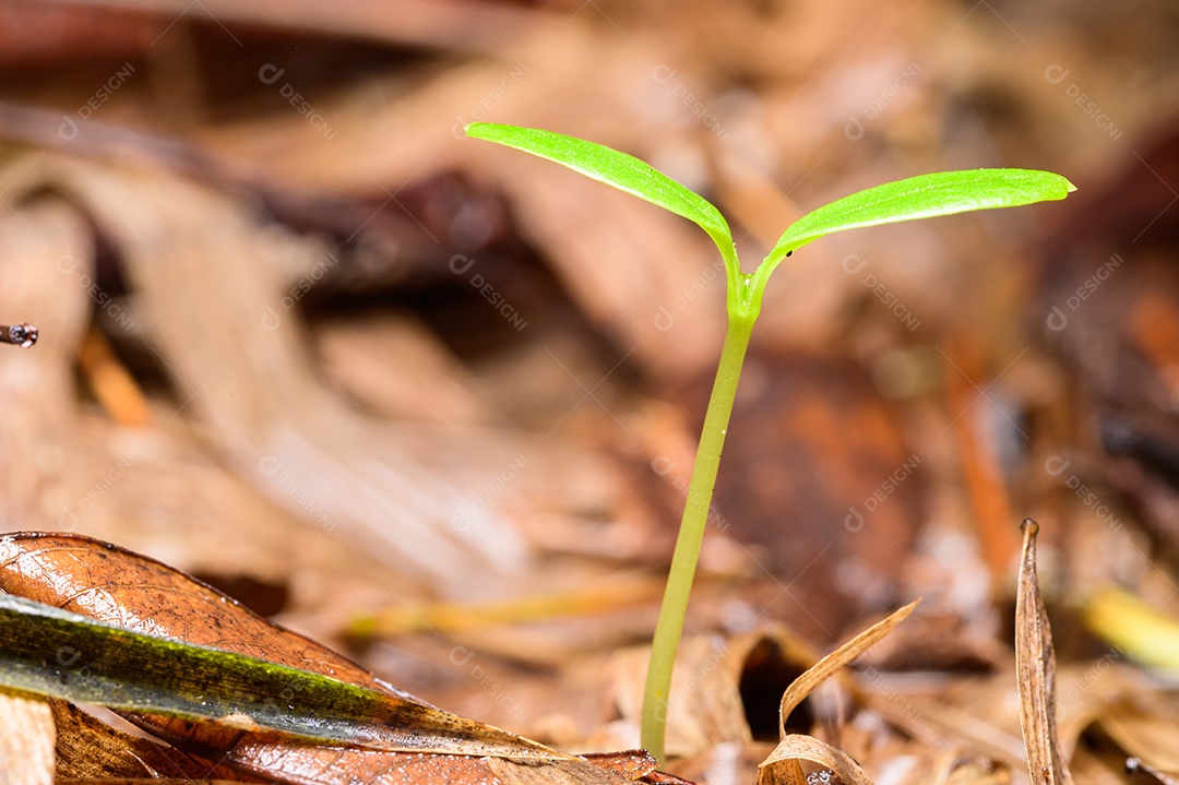 Árvores que crescem na floresta natural