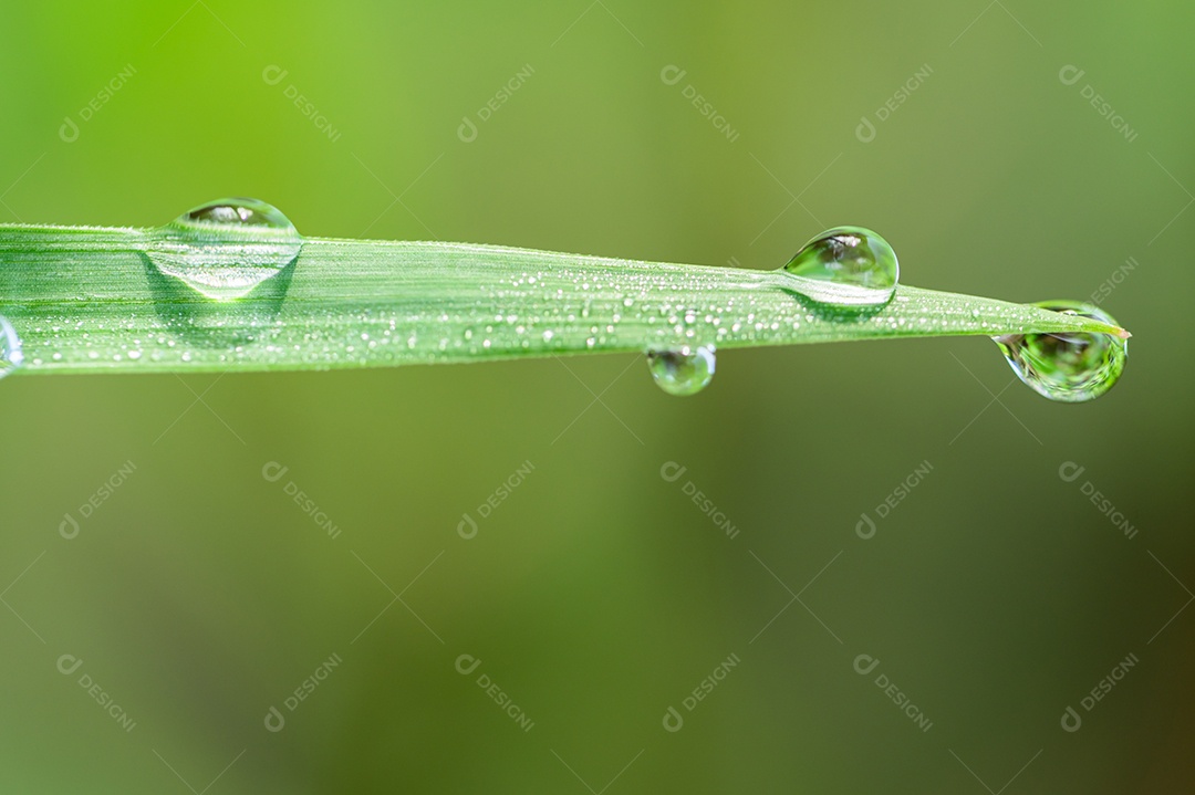 Gotas de água de fundo macro na grama