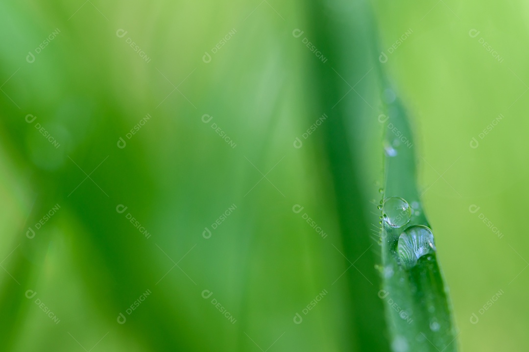 O conceito de amar o ambiente verde do mundo
