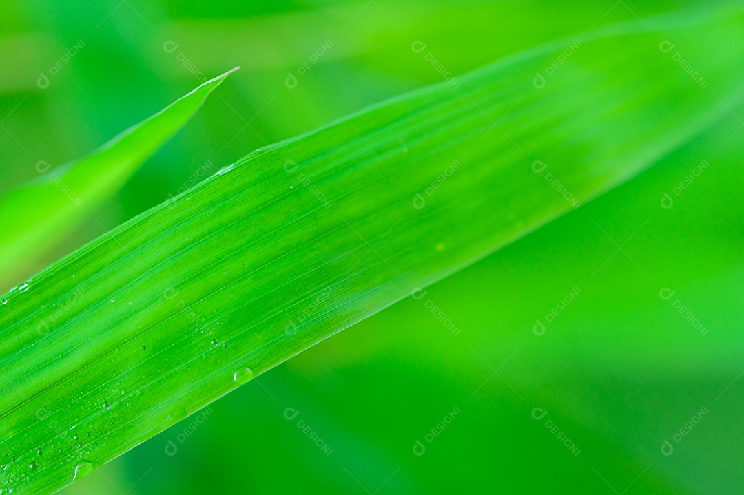 O conceito de amar o ambiente verde do mundo