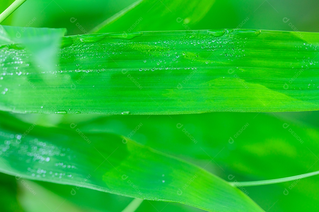 O conceito de amar o ambiente verde do mundo