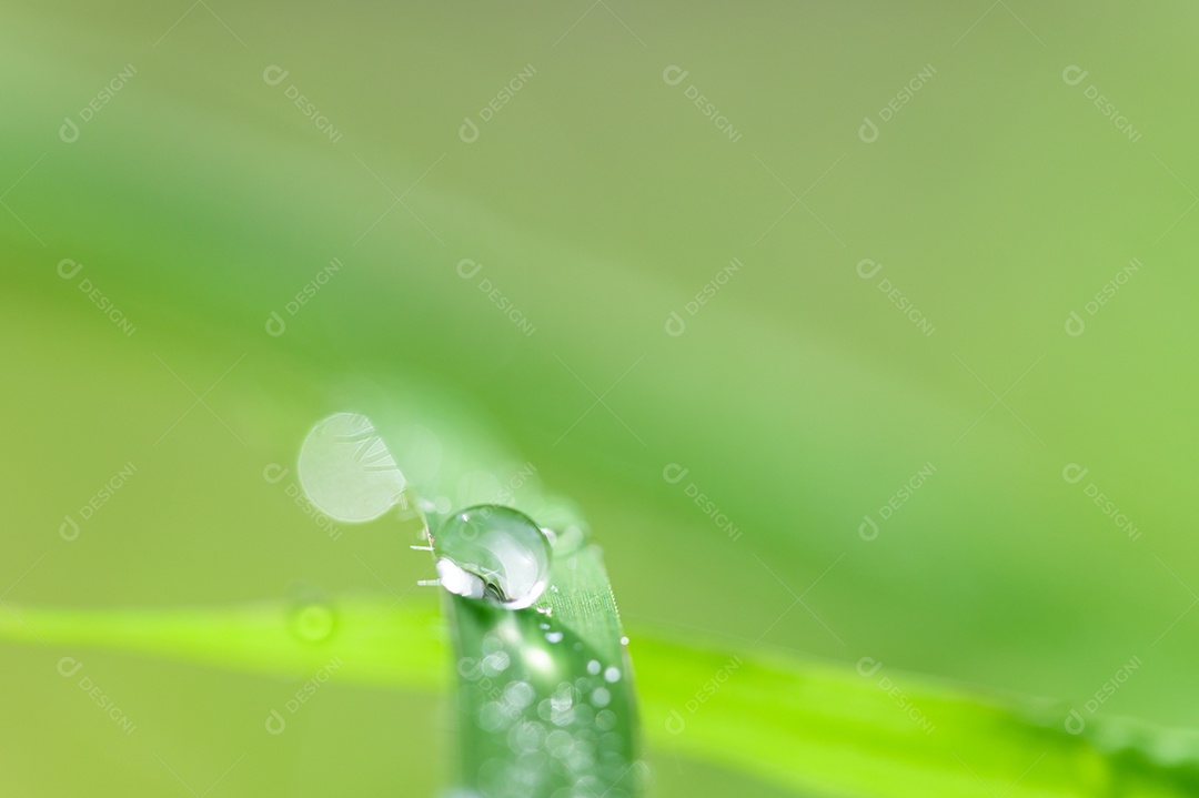 O conceito de amar o ambiente verde do mundo Gotas de água