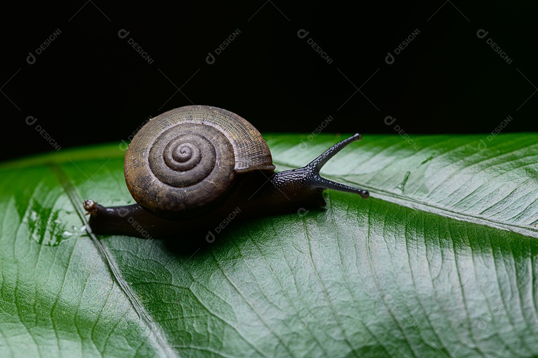 Caracol Monachoides vicinus na natureza