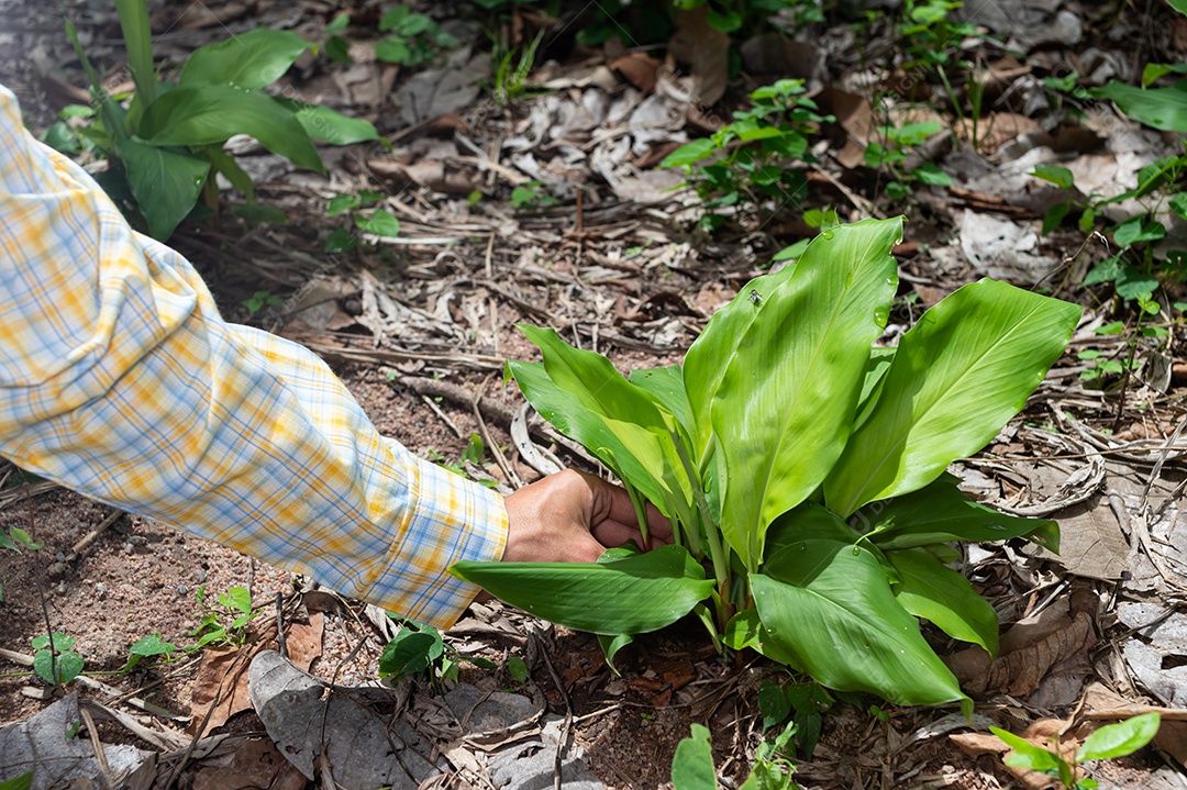Agricultores coletando ervas em florestas naturais