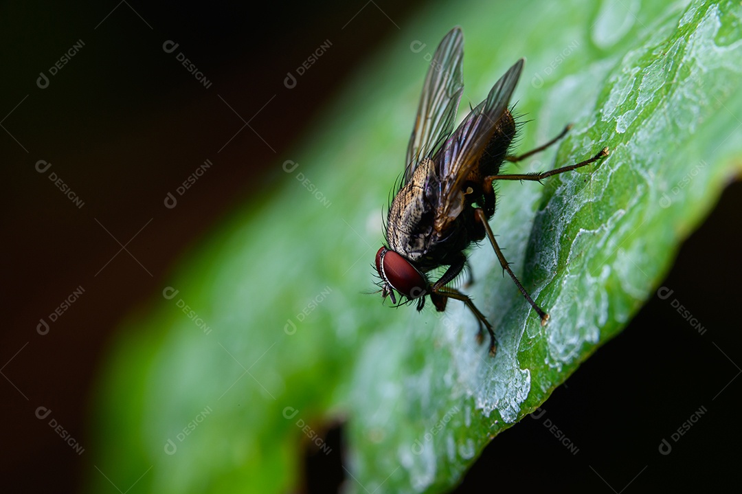 Mosca sobre folhas na natureza