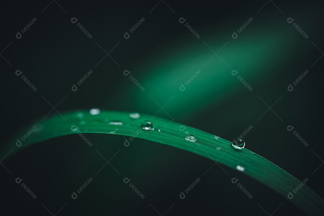 O conceito de amar o ambiente verde do mundo Gotas de água