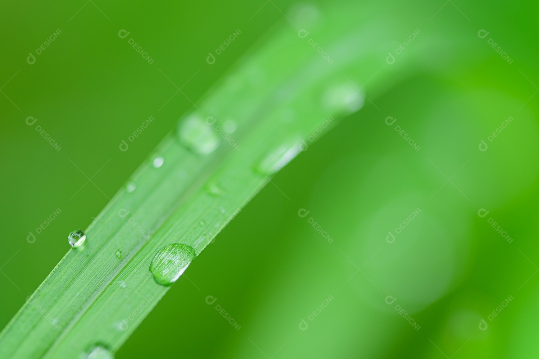 O conceito de amar o ambiente verde do mundo