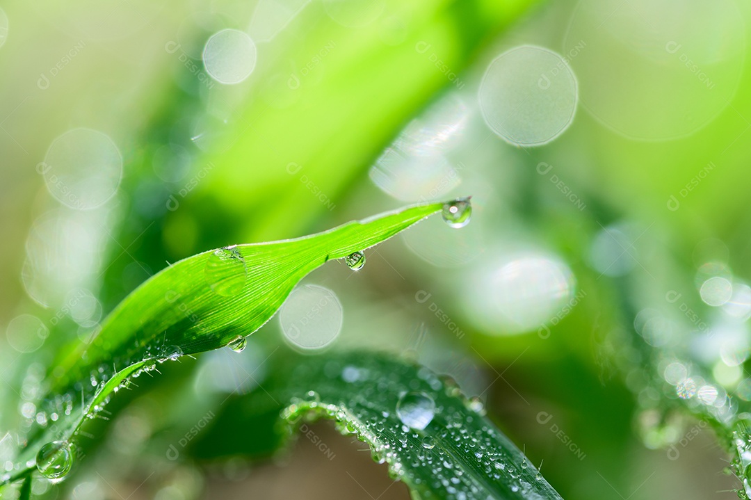 O conceito de amar o ambiente verde do mundo