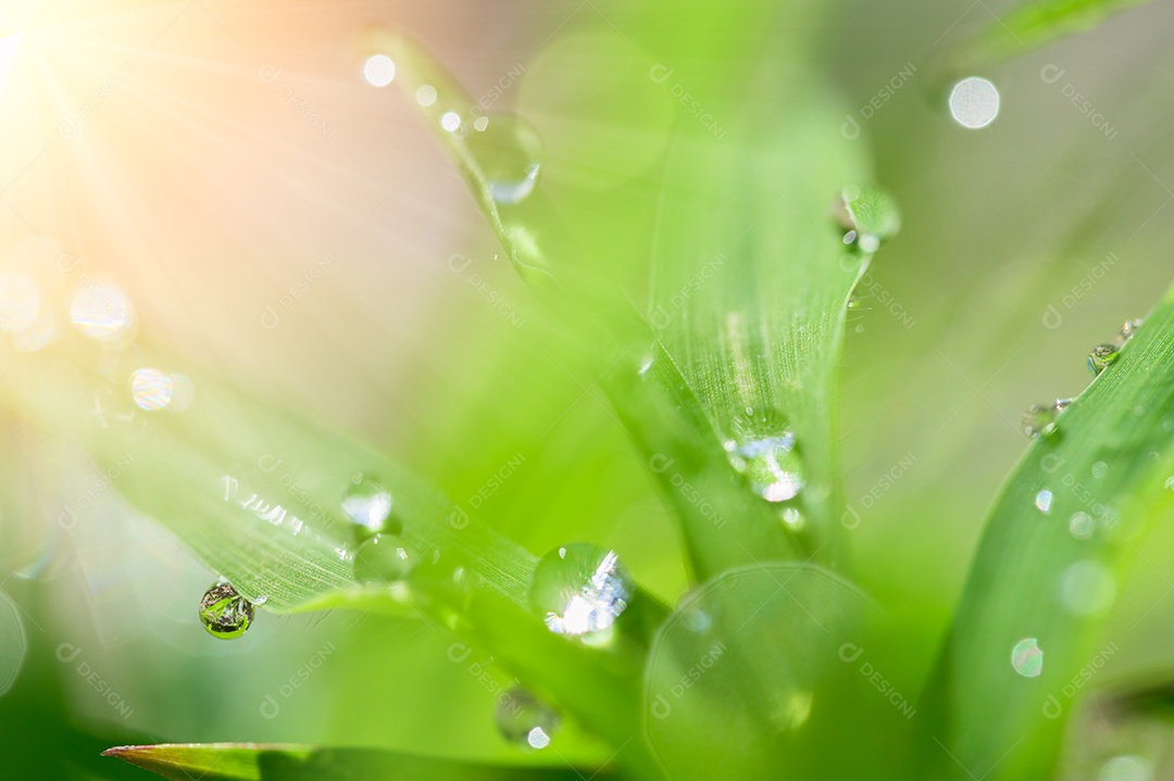 O conceito de amar o ambiente verde do mundo