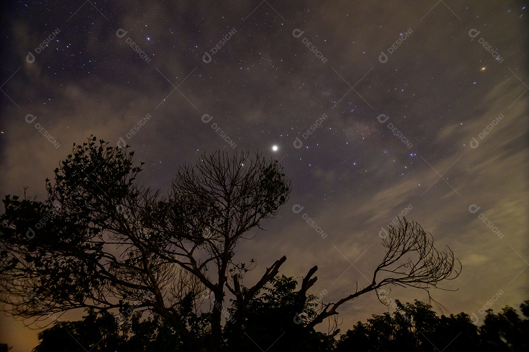 O céu noturno e as nuvens mostram em silhueta as árvores
