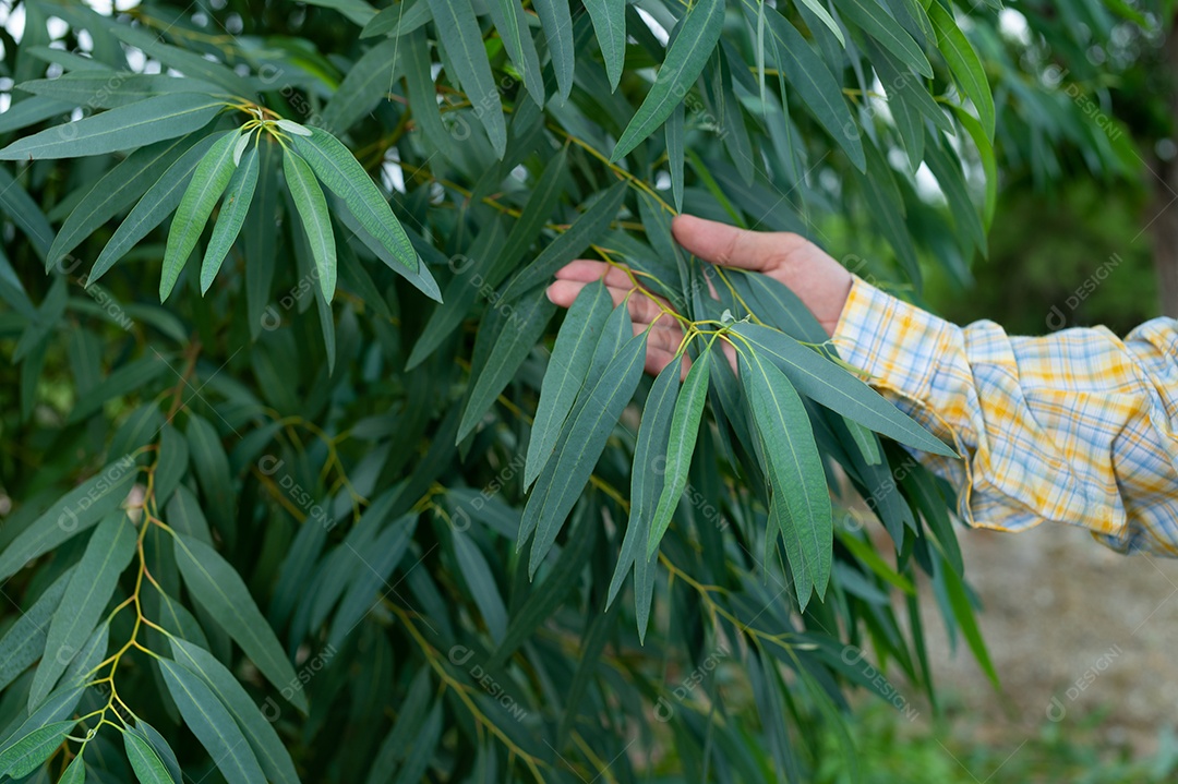 Os agricultores verificam a qualidade das árvores no jardim