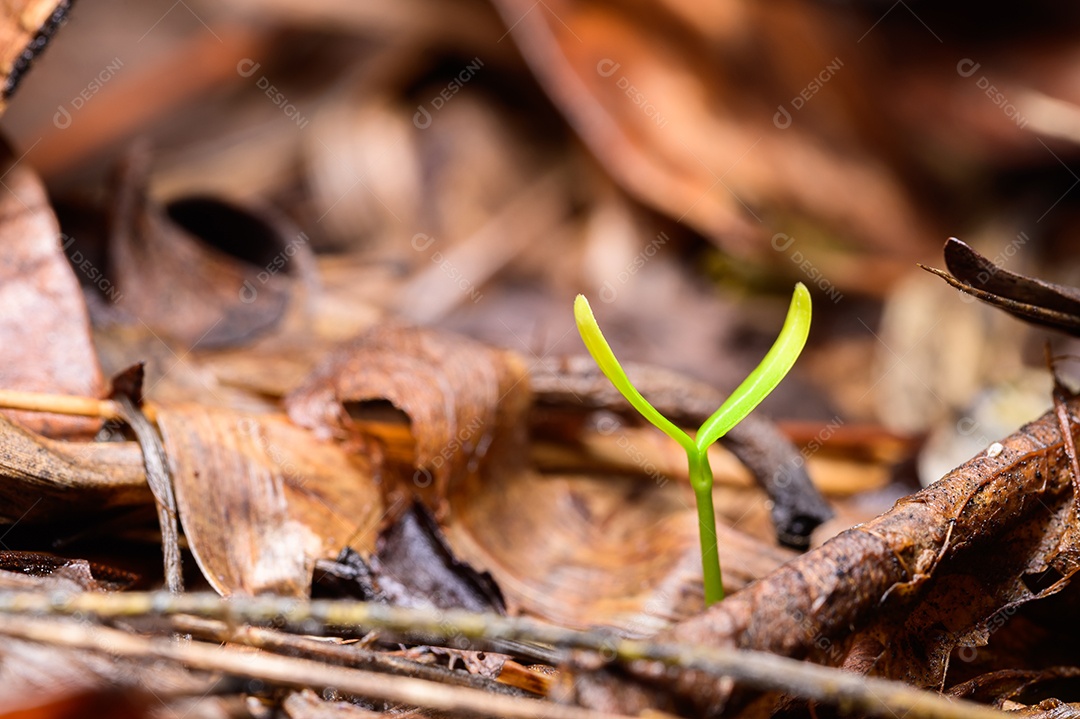 Árvores que crescem na floresta natural