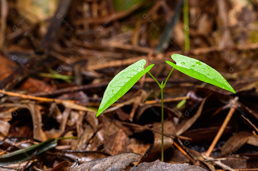 Árvores que crescem na floresta natural