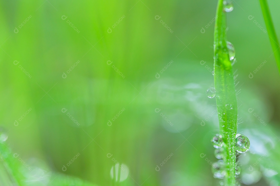 O conceito de amar o ambiente verde do mundo