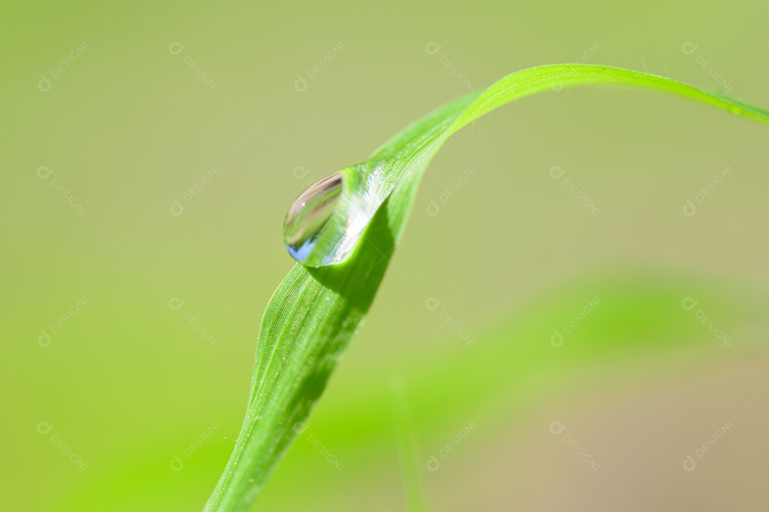 O conceito de amar o ambiente verde do mundo