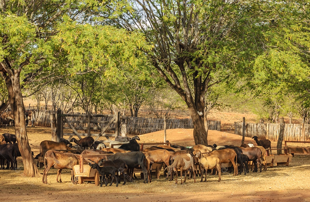 Ovinocaprinocultura no bioma Caatinga brasileiro. Consumo de ovinos na região do Cariri, Cabaceiras, Paraíba, Brasil.