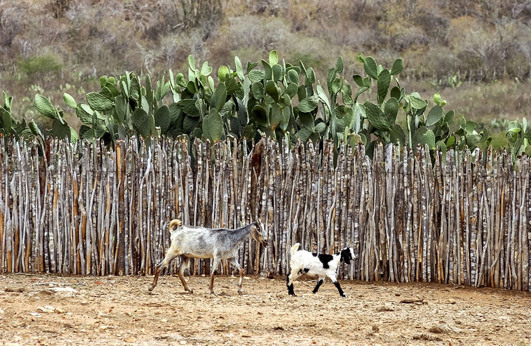 Ovinocaprinocultura no bioma Caatinga brasileiro. Consumo de ovinos na região do Cariri, Cabaceiras, Paraíba, Brasil.