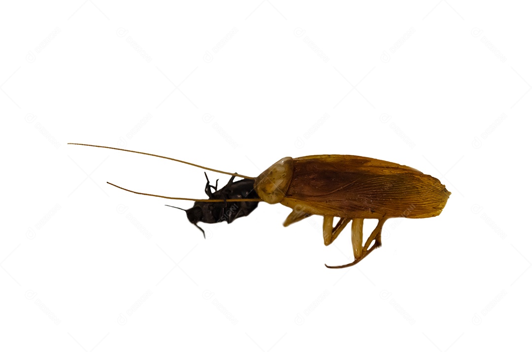 barata isolada no fundo branco.