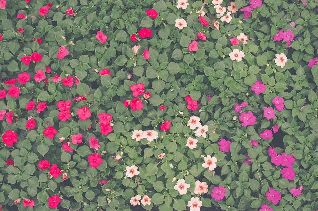 Linda flor de cosmos no jardim. Tom vintage