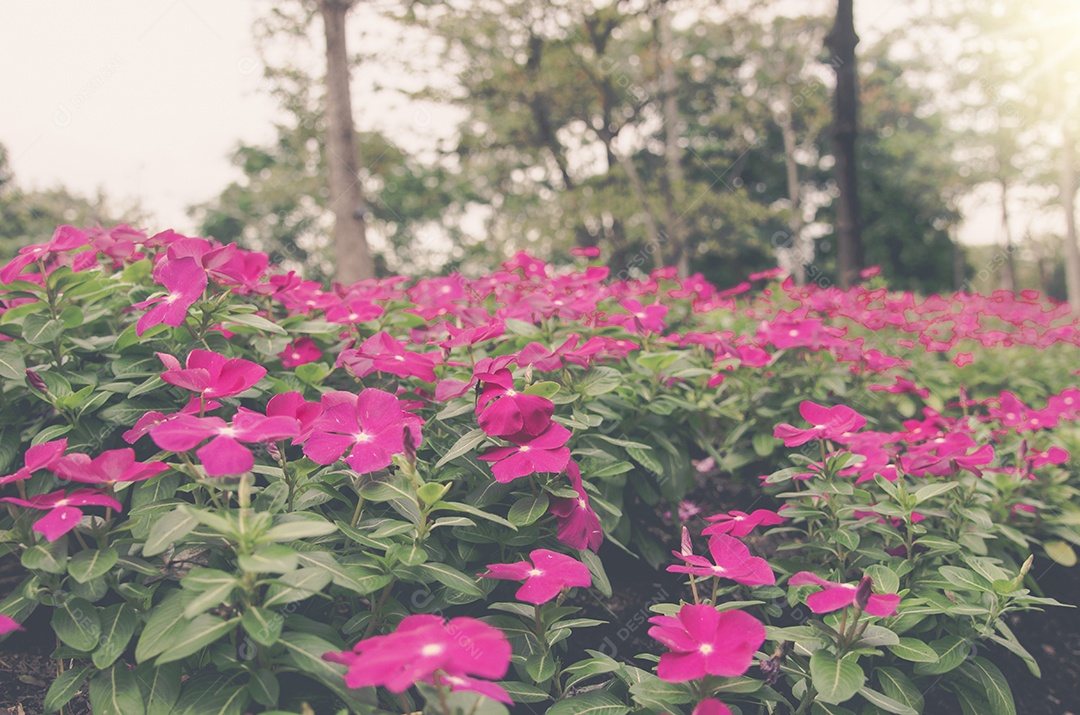 Linda flor de cosmos no jardim. Tom vintage